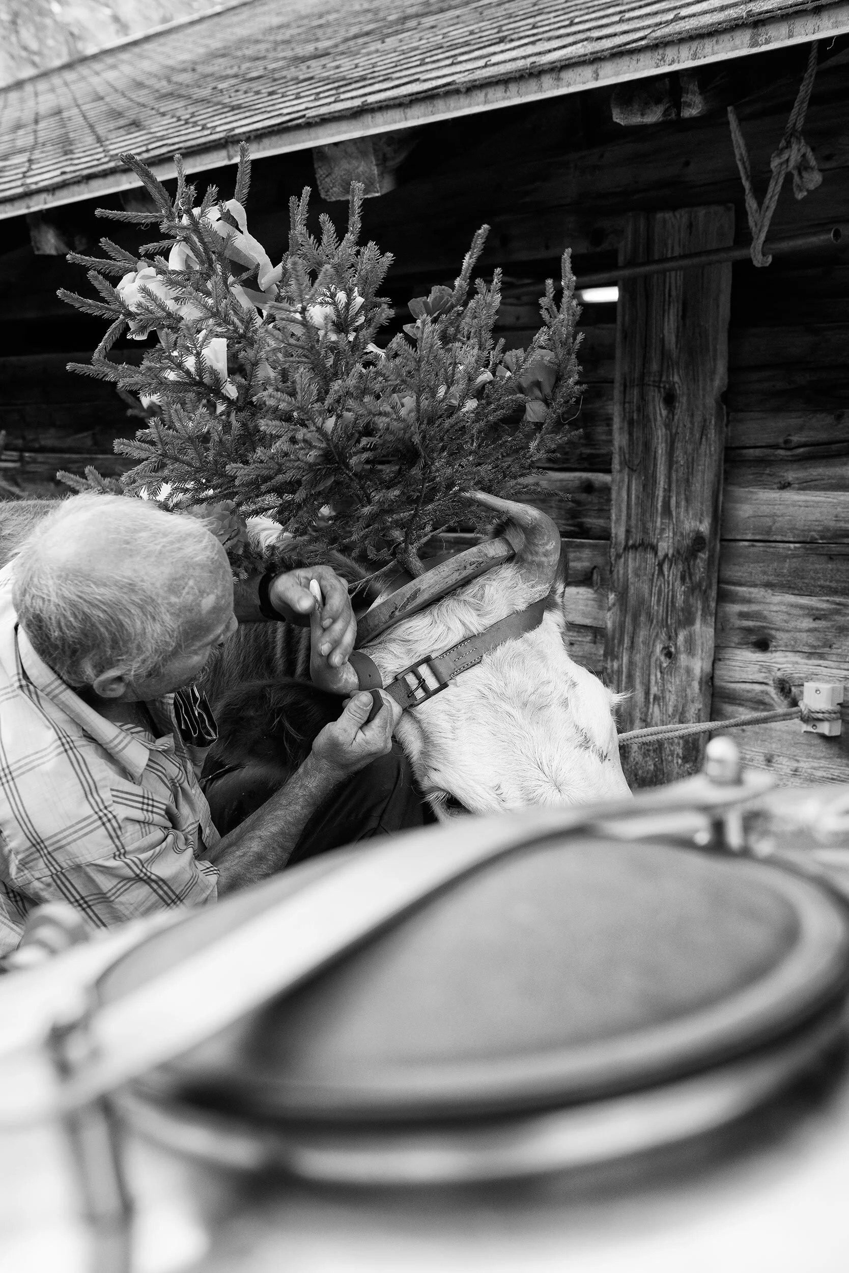 AlpSommer_2130©Desborough.jpg