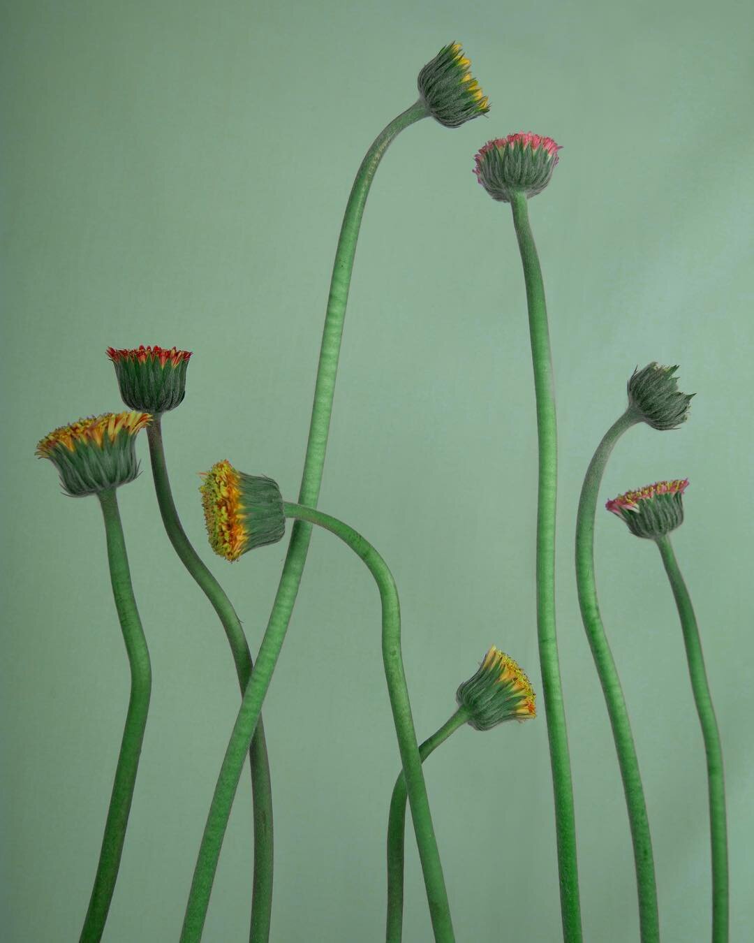 Storytelling from a Visual Artist, Rhea Gupte