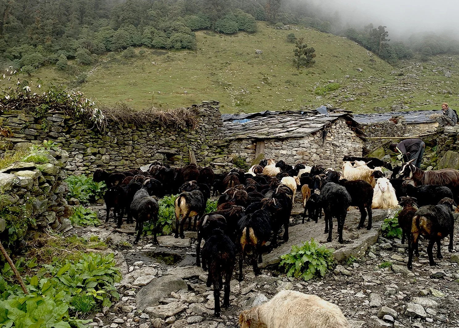 uttrakhand_stone_vernacular_wisodm_ecology.jpg