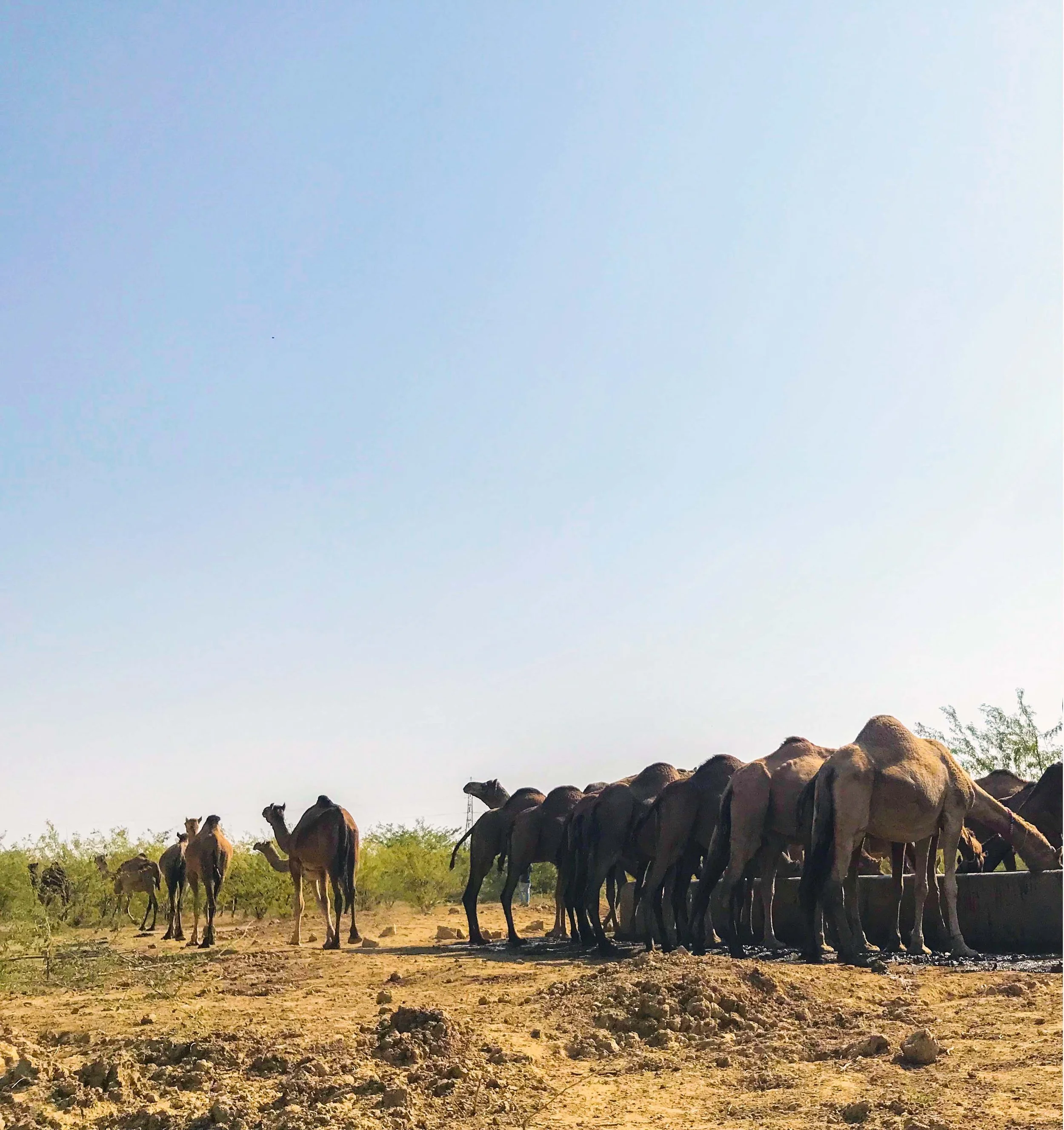Camel.jpg