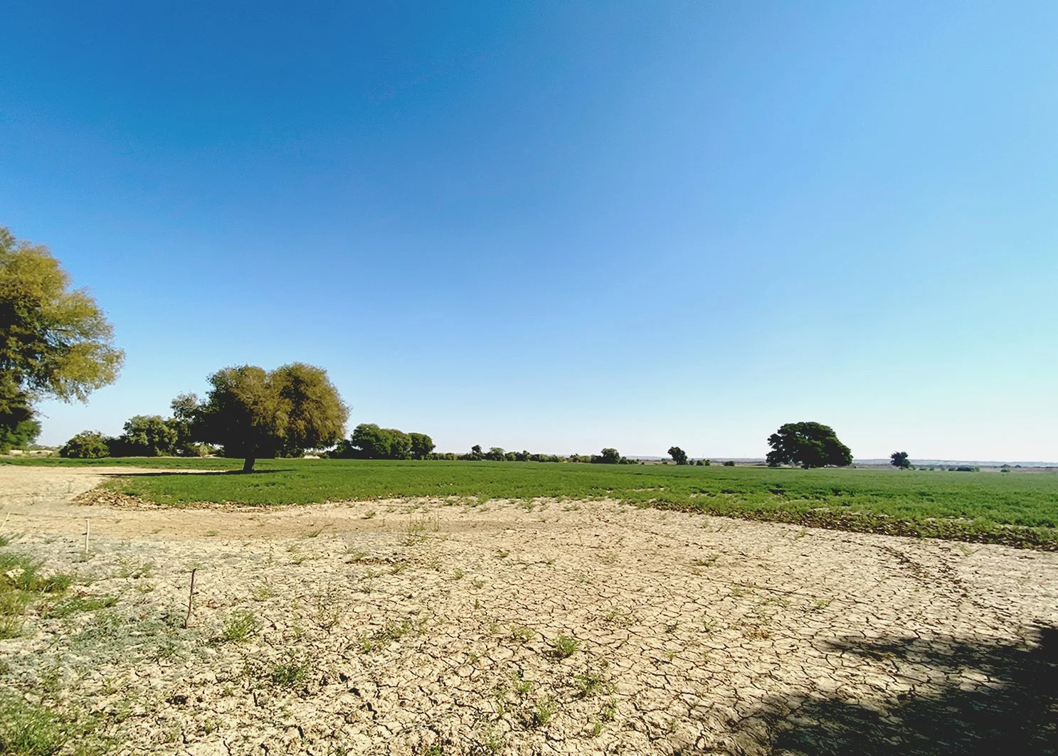 jaisalmer_farming_dessert_ecology.jpg