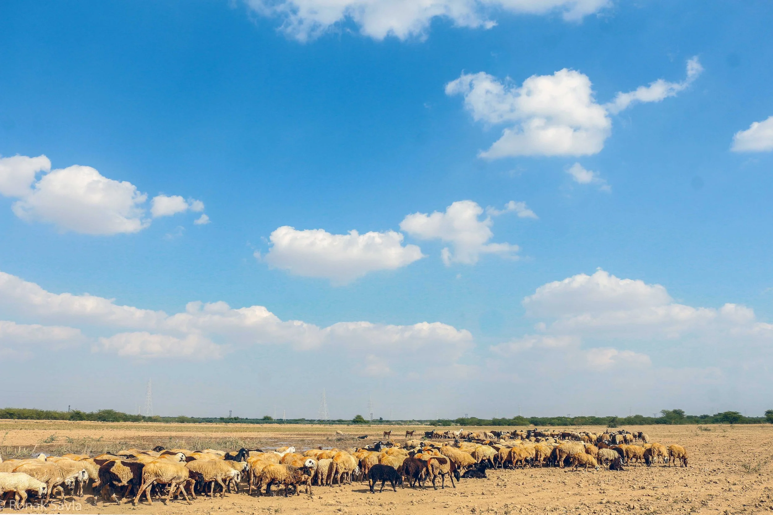 Landscape Sheep.jpg