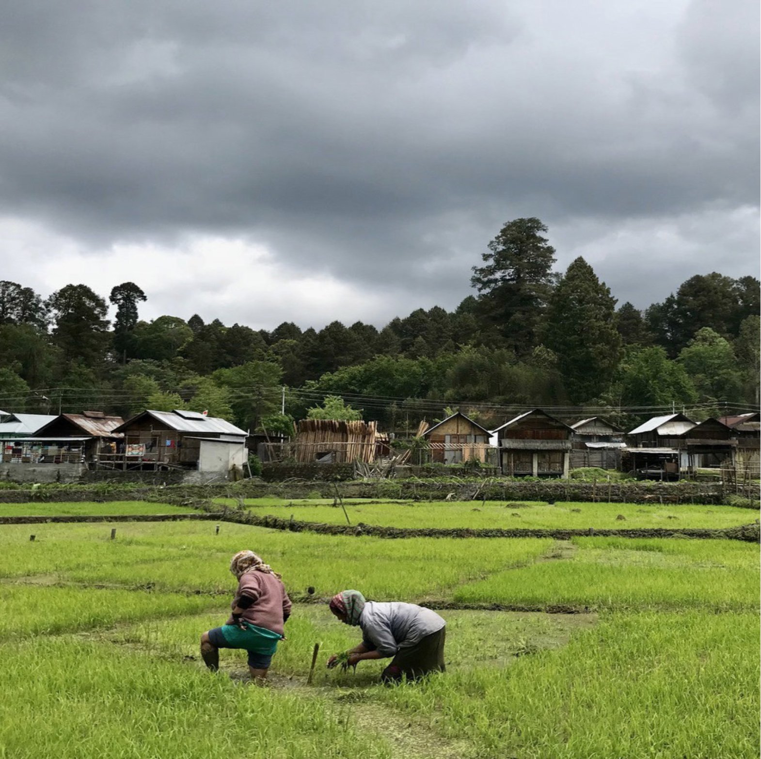 Arunachal Pradesh - Ziro Valley