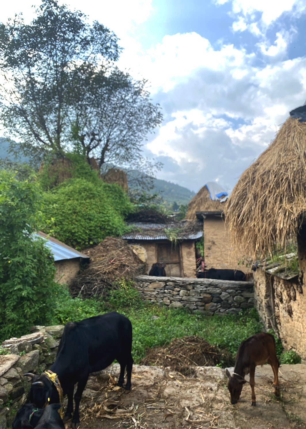 uttrakhand_mud_plaster_vernacular_wisodm_ecology.jpg