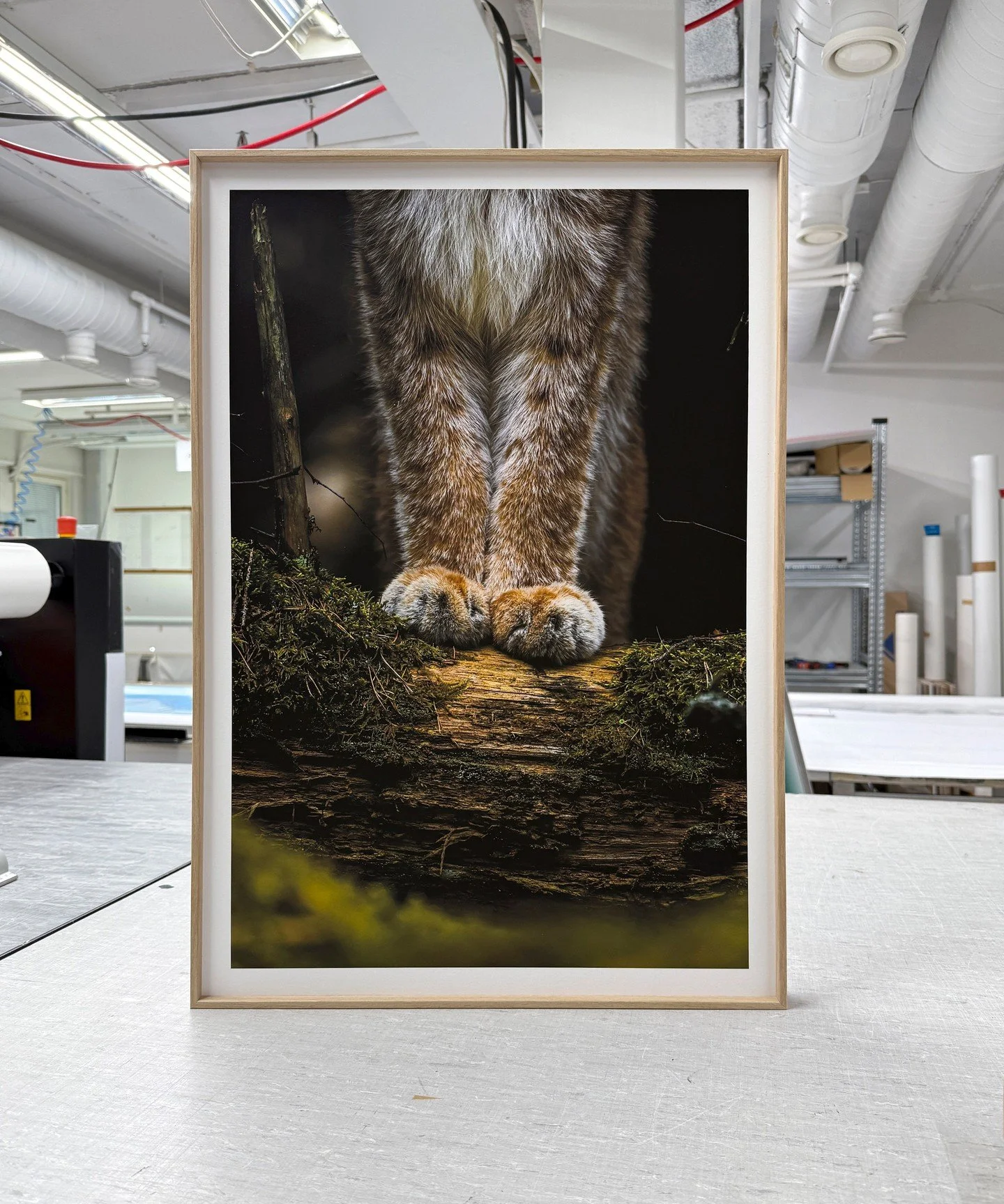 A stunning series of prints by @soosseli &mdash; including Tassut, the image awarded Finland&rsquo;s Nature Photo of the Year 2025.⁠
⁠
Ossi Saarinen is known for his long-term lynx project, which reached its peak when a curious lynx appeared just a f