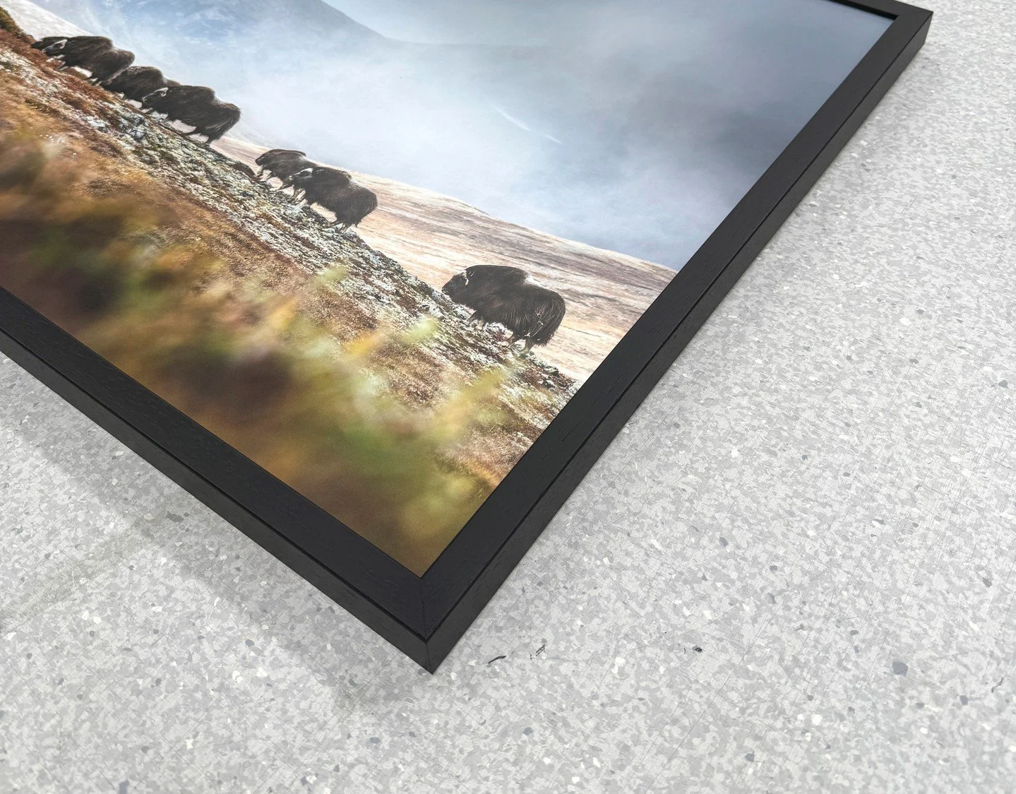 A beautiful print by @linakayser &mdash; Musk Ox Crossing, finished with a matte protective laminate and a black wooden frame.⁠
⁠
The herd of musk oxen moved slowly across the tundra, their rhythm blending with the silence of the northern wilderness 