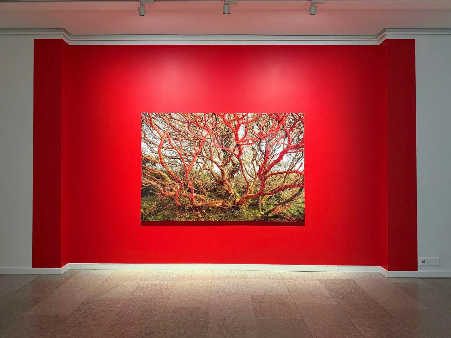 2025⁠
⁠
Works for the exhibition Sari Soininen &ndash; The Trees Are Not What They Seem at ARS NOVA⁠
⁠
@sari_soininen / @aboavetusarsnova⁠
⁠
The exhibition explores the subtle boundary between looking and seeing. Soininen&rsquo;s photographs depict d