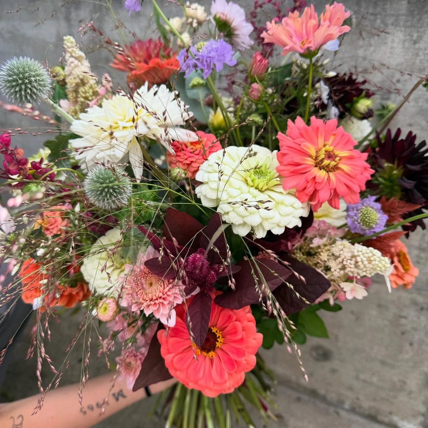 Le temps est bon☀️🔥

#sommerblumen #sommerzeit #flowers #gartenblumen #floralisa-blumen #happyflowers #oberwilbeizug