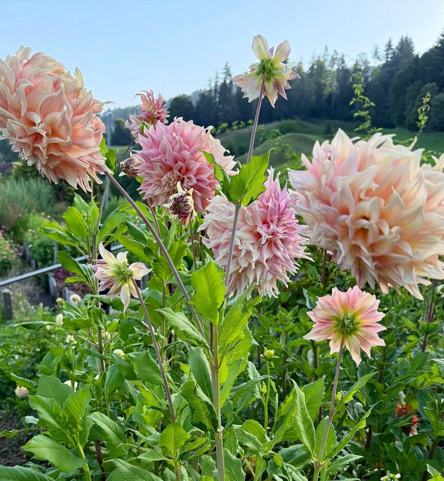 Ein kleines Garten Update 🌸 Das sch&ouml;ne an den einj&auml;hrigen Sommerblumen ist, dass sie unerm&uuml;dlich bis in den Herbst bl&uuml;hen - vorausgesetzt man schneidet und schneidet! 👨&zwj;🌾

#gartenblumen #schnittblumen #sommerblumen #flowers