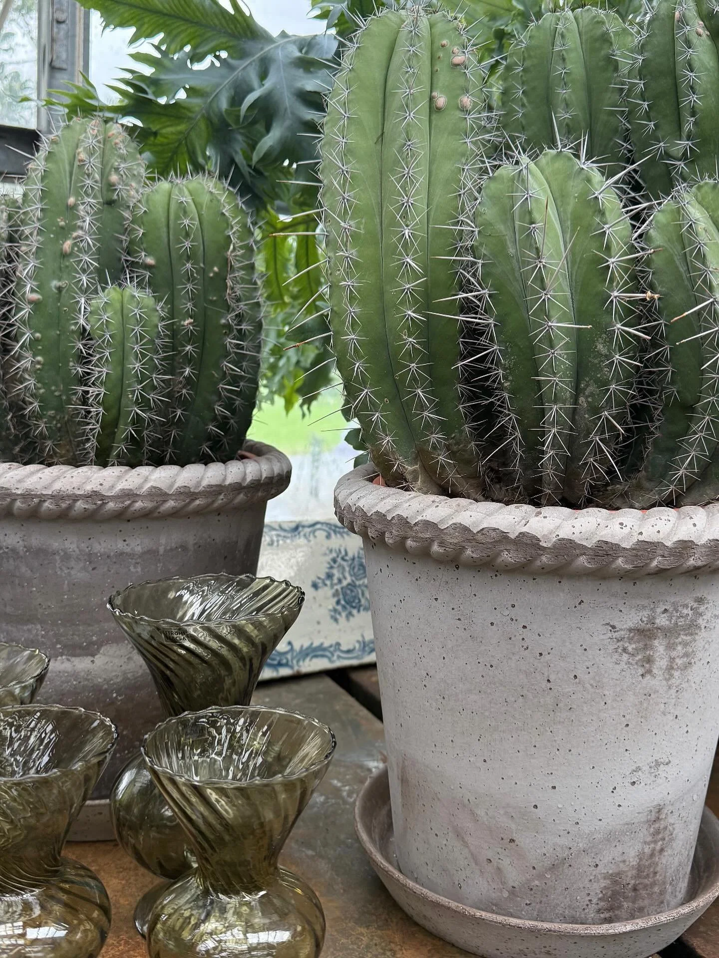 In unserem Blumenladen haben wir auch sch&ouml;ne Kaktus in Bergs Potter.

#kaktus #pflanzen #flowershop #homedecor #zimmerpflanzen #bergspotter