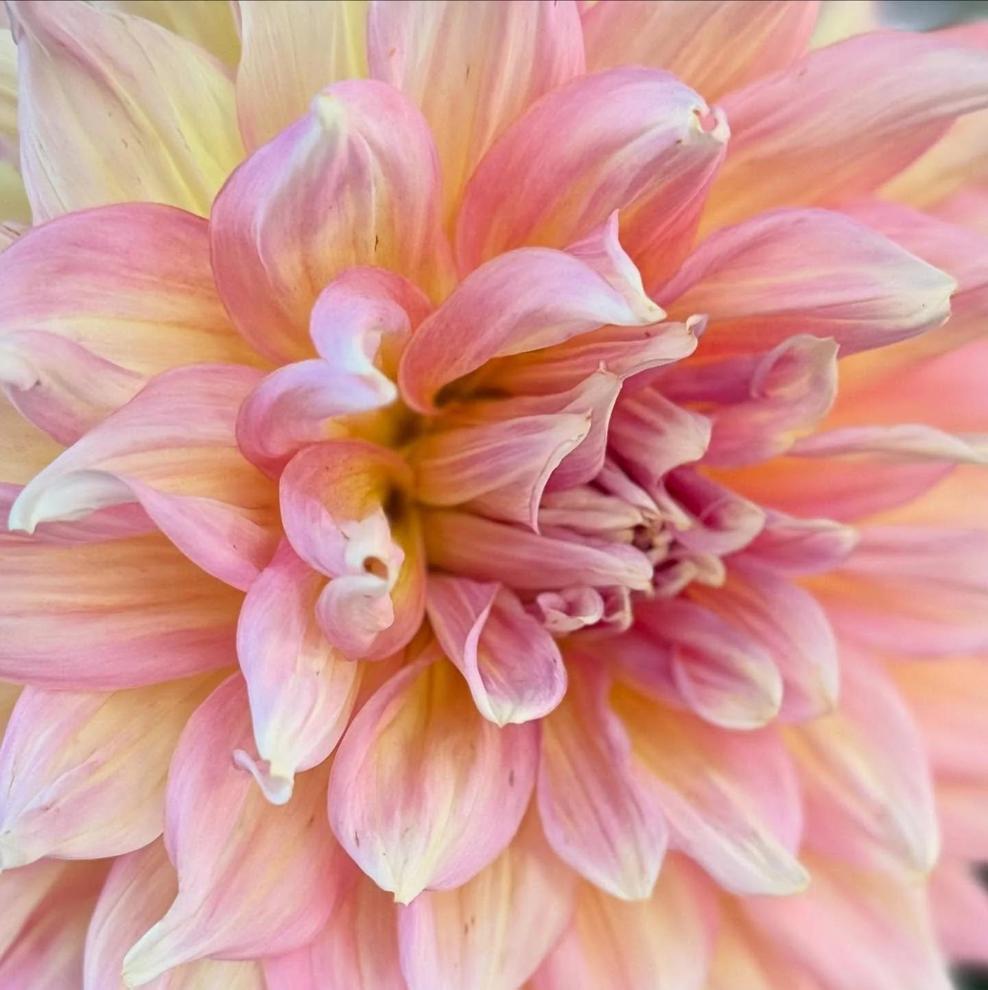 Dahlien 🧡❤️

#dahlien #sommer #gartenblumen #floralisa_blumen