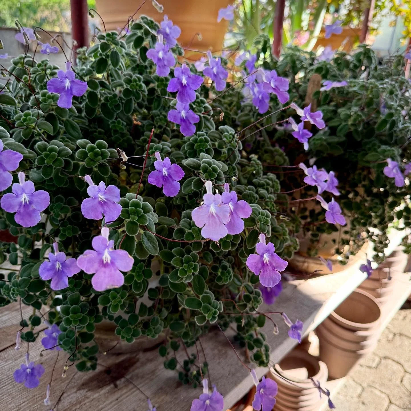 nie so sch&ouml;n wie jetzt - der blaue Paul ✌️

#streptocarpussaxorum #blauerpaul #plants #september #balkonpflanzen
