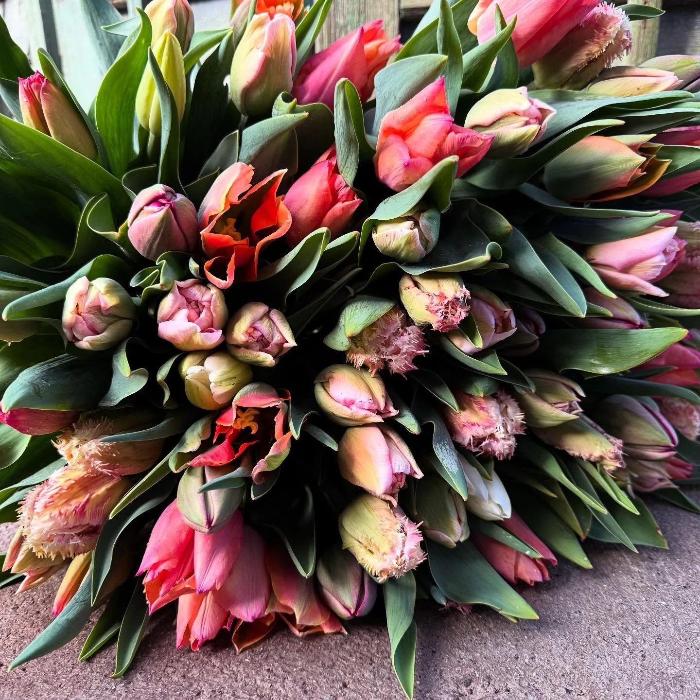Tulpengr&uuml;sse aus Oberwil💐💐

#tulpen #blumen #fr&uuml;hling #oberwilbeizug #garten #saison