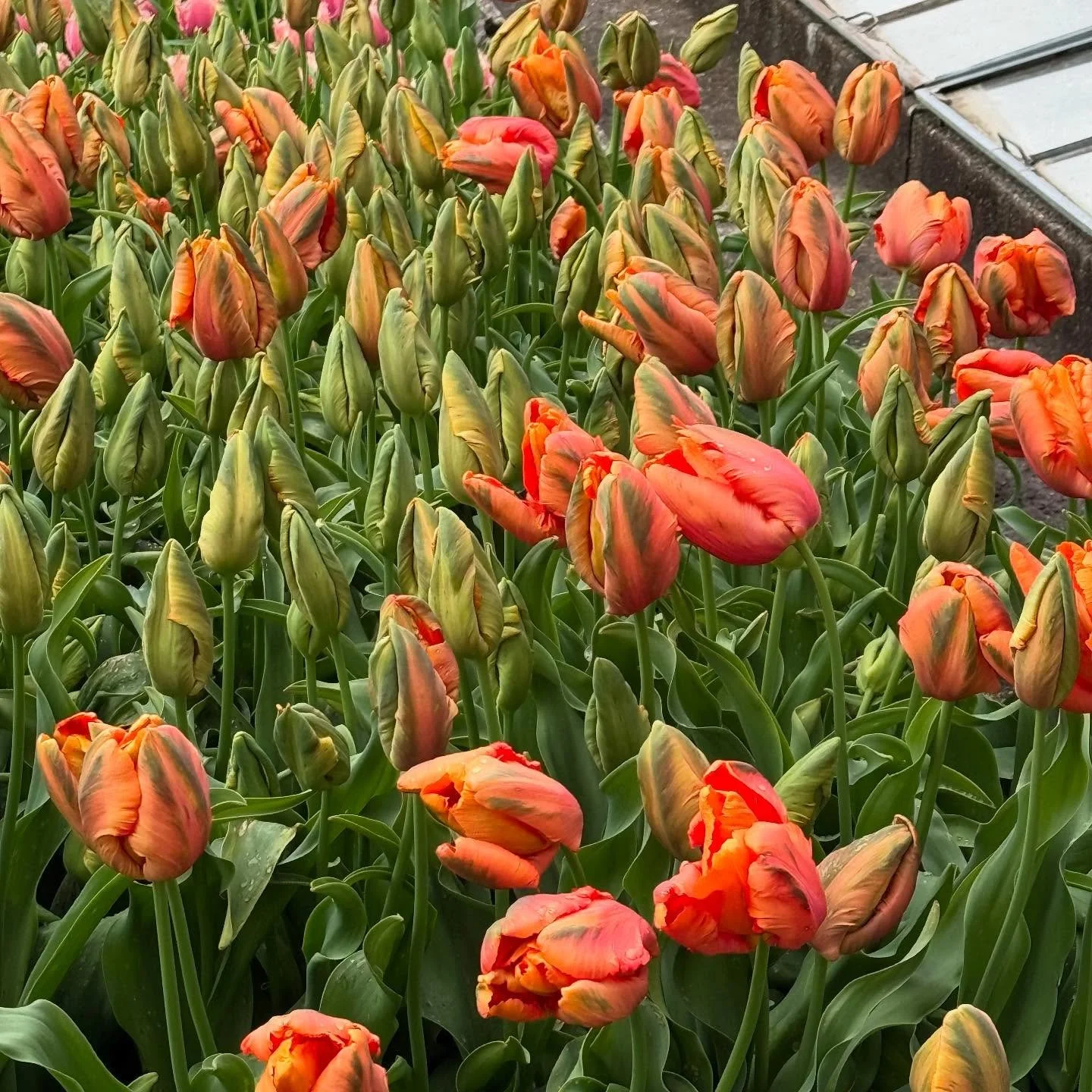 Tulpenfreude! 

#tulpenzeit #fr&uuml;hling #garten #tulpen #gartengl&uuml;ck #oberwilbeizug