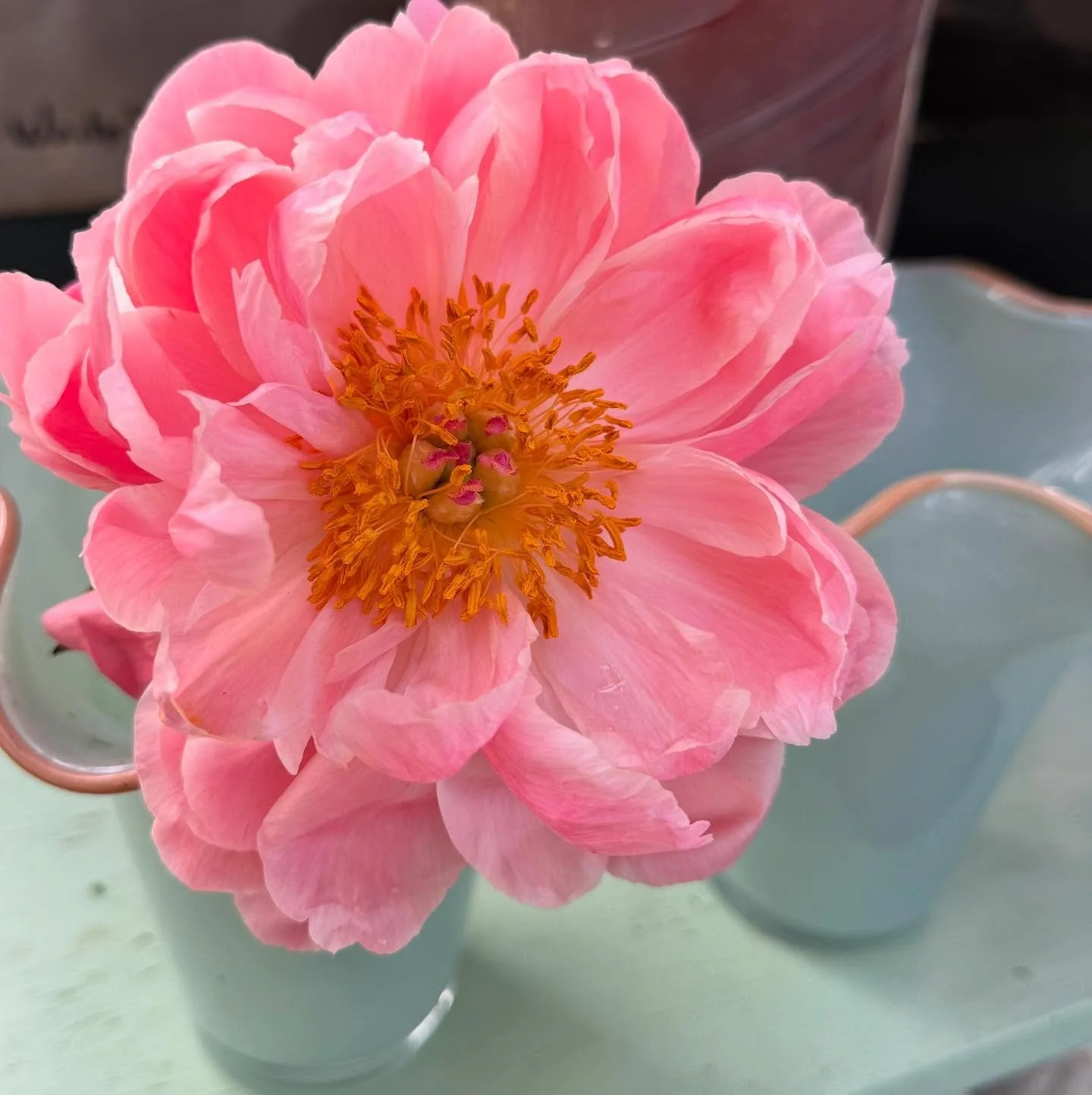 neue Vasen f&uuml;r  passend zum Fr&uuml;hling

#fr&uuml;hling #decoration #florist #vasen #oberwilbeizug #pfingstrosen