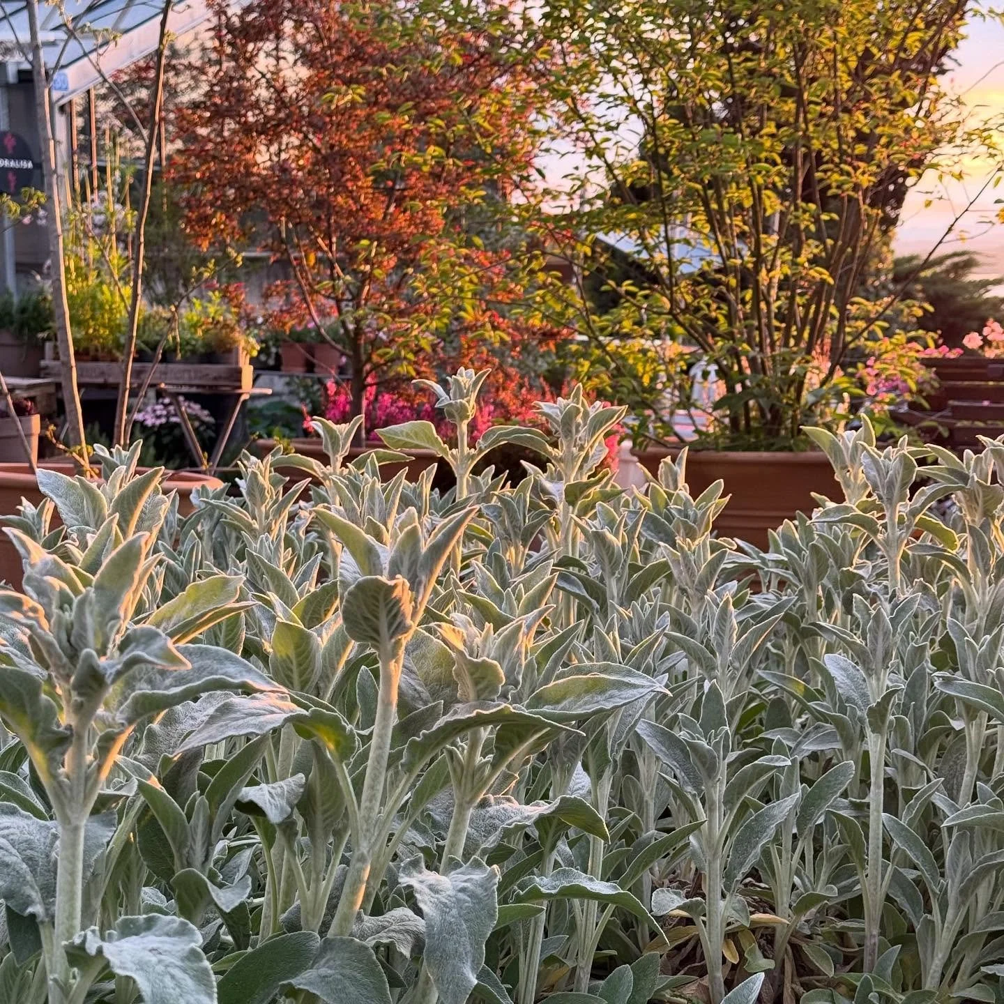 Der Wollziest im Abendlicht 

#wollziest #garten #mai #oberwilbeizug #gr&uuml;n