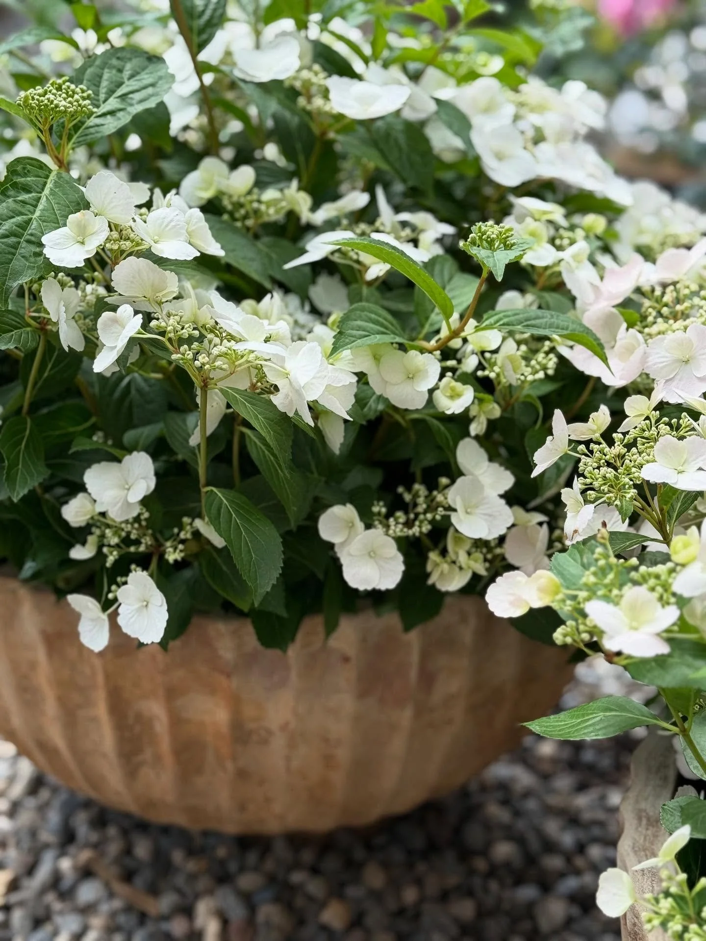 Pflegeleichte Hortensien und Gaura - eine sch&ouml;ne Begleitung &uuml;ber den Sommer. 

#pflanzen #hortensien #runnawaybride #garten #t&ouml;pfe #oberwilbeizug #natur