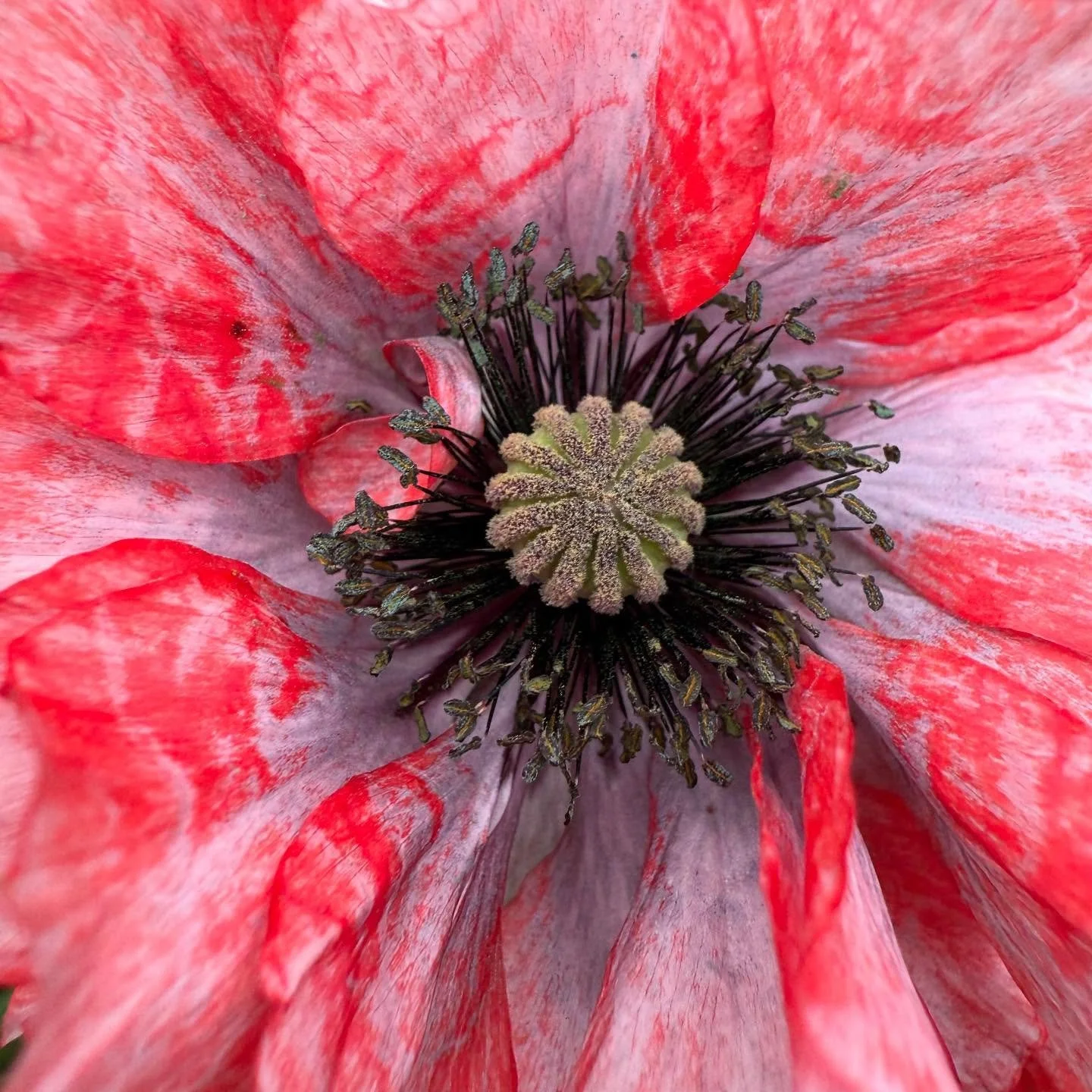 Mohn ❤️

#Mohn #Papaver #red #redflowers #juni #mohnblumen #floralisa