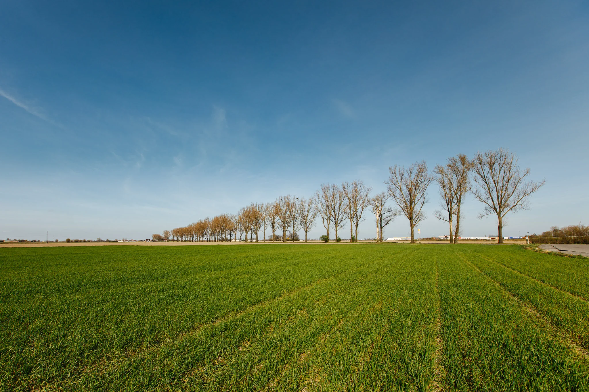 A green field with rows of young crops, a line of leafless trees in the distance, and a clear blue sky with a few wispy clouds.