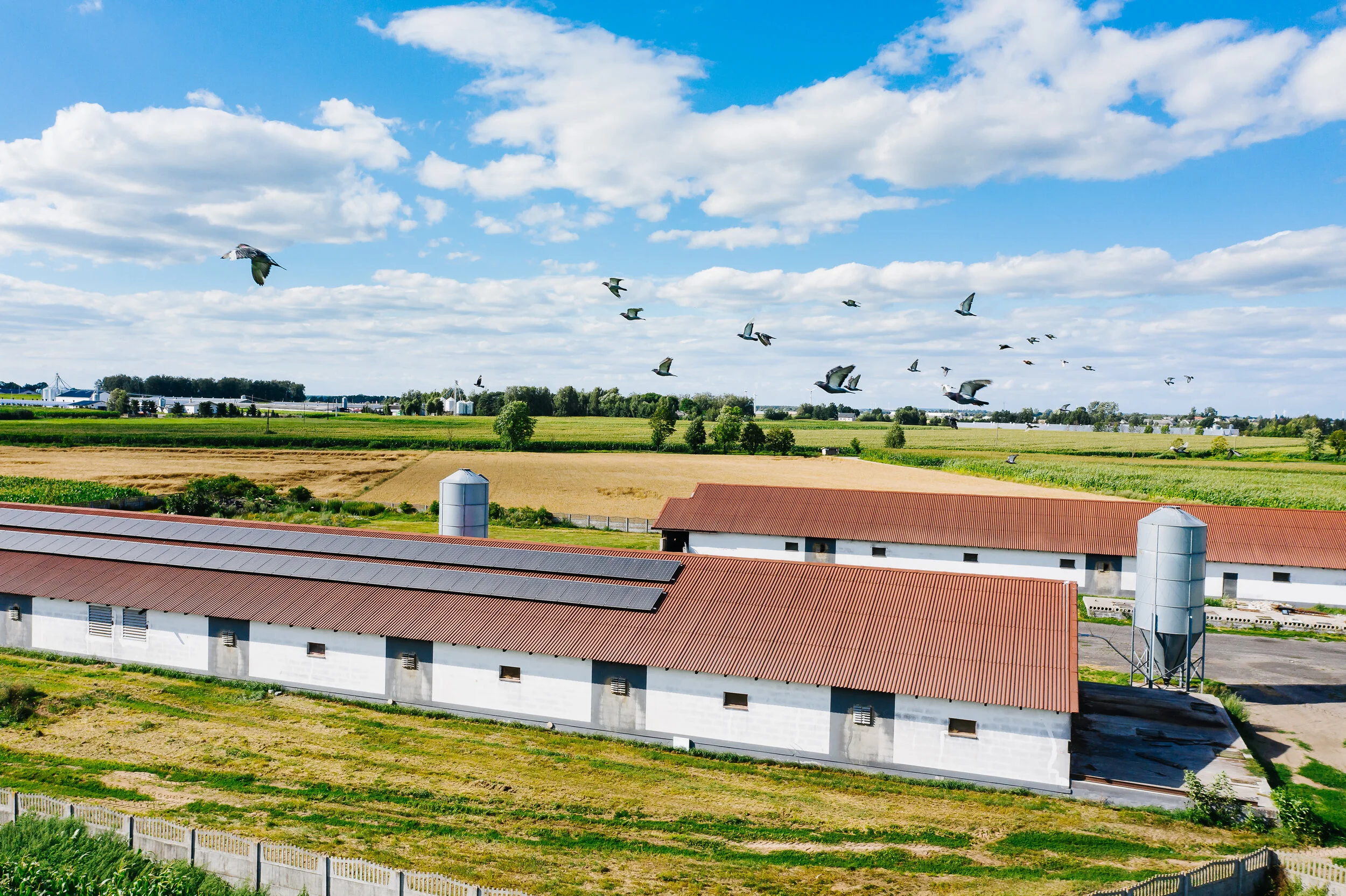 Farm buildings with red roofs, fields, and a flock of pigeons flying in a partly cloudy sky.