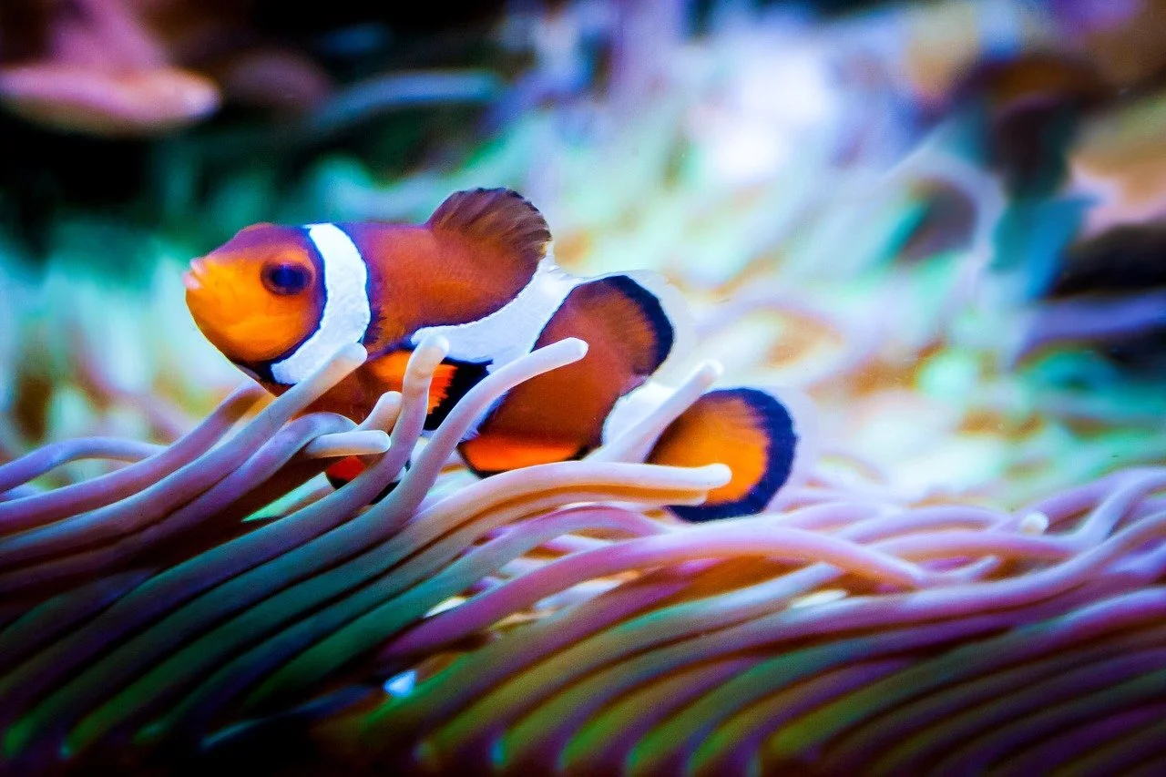 The most popular and hardy of marine species..jpg