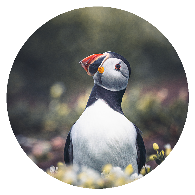 Puffin on the Farne Islands, Northumberland — Wild Coast Collection - Last Scene Photography