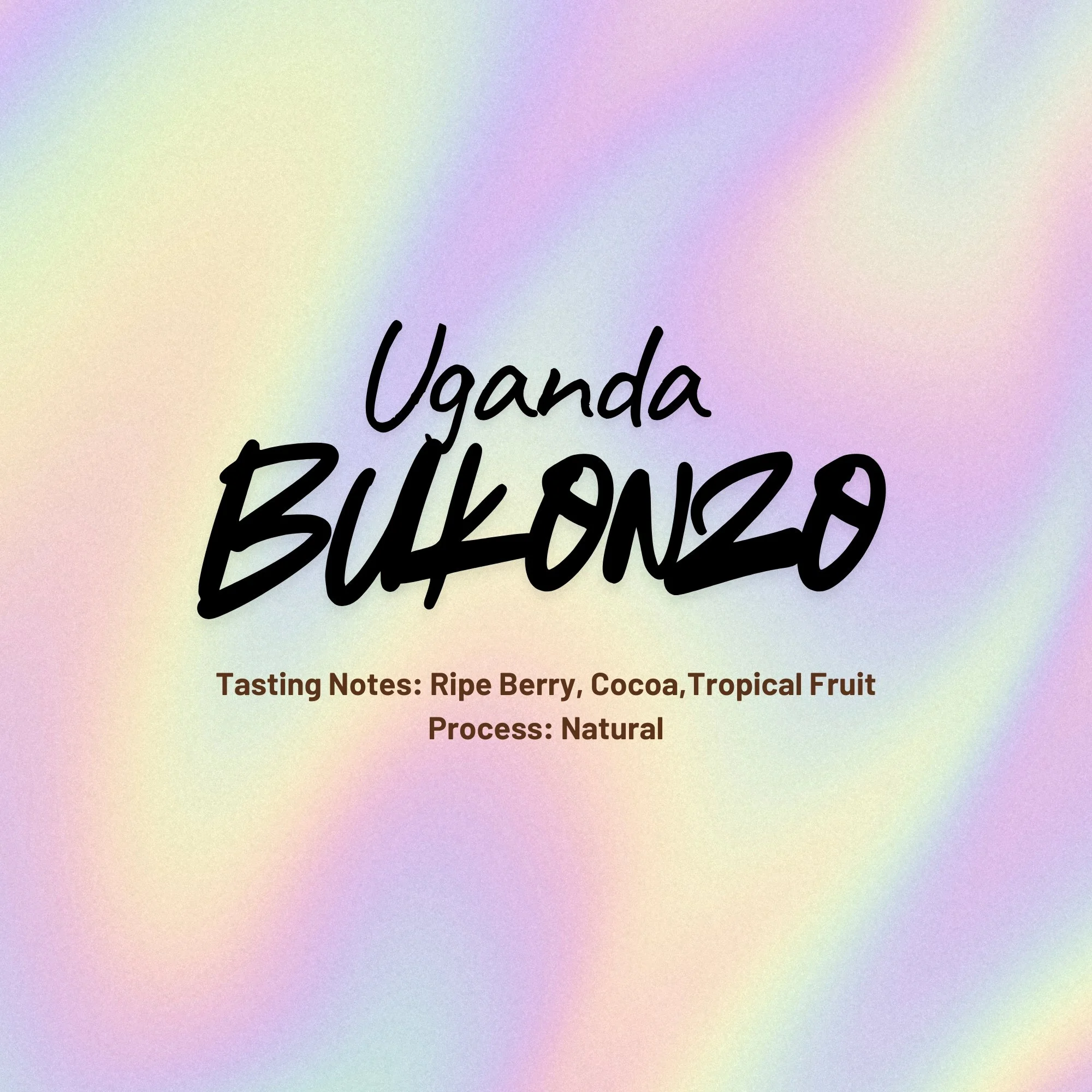 Uganda - Bukonzo - SL14, SL28 - Natural