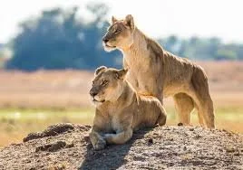 Lioness.jpg