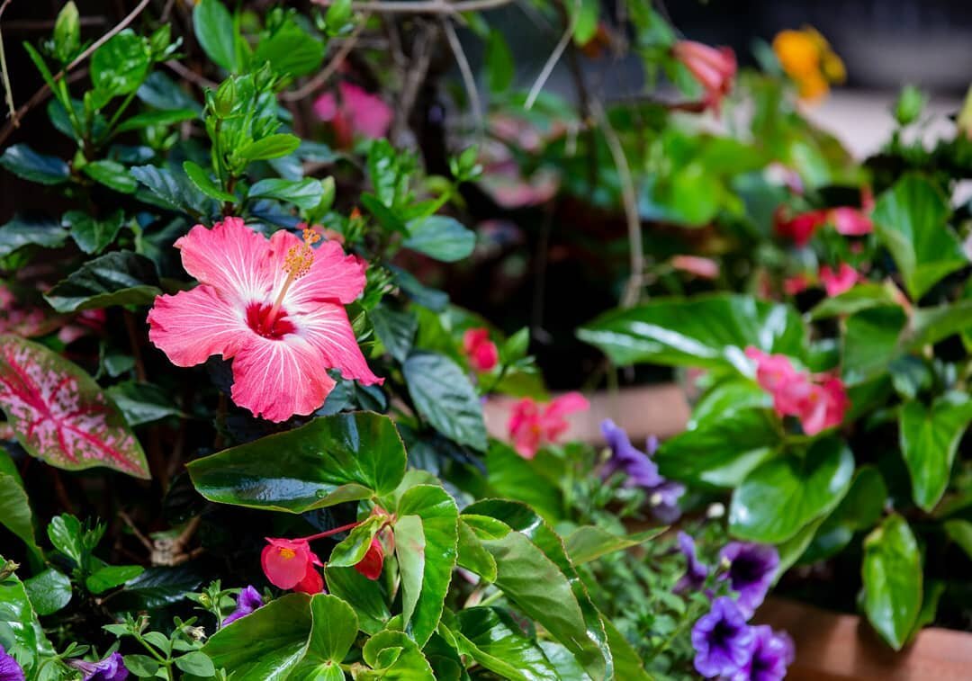 Flowers &bull; Flowers &bull; More Flowers
.
.
.
#lawncarewithapurpose #flowers #install #freequotes #landscapedesign #plantlayout