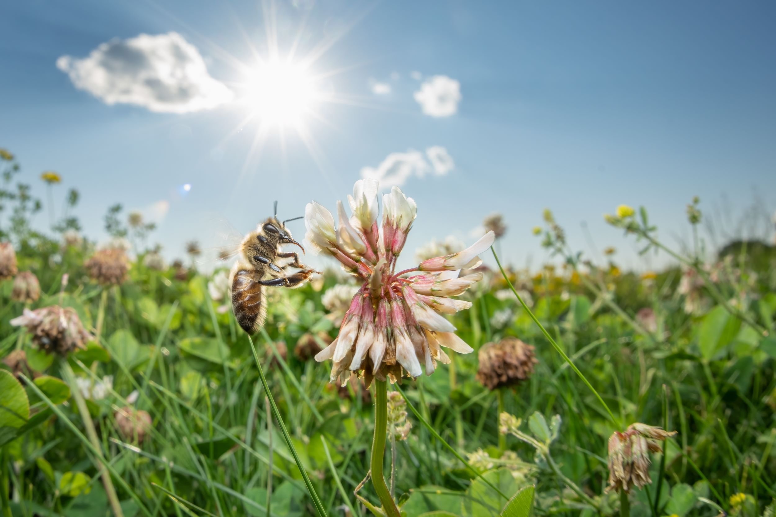 Readel Conservation Photography: Making an Impact With Your Photos, Anne ...