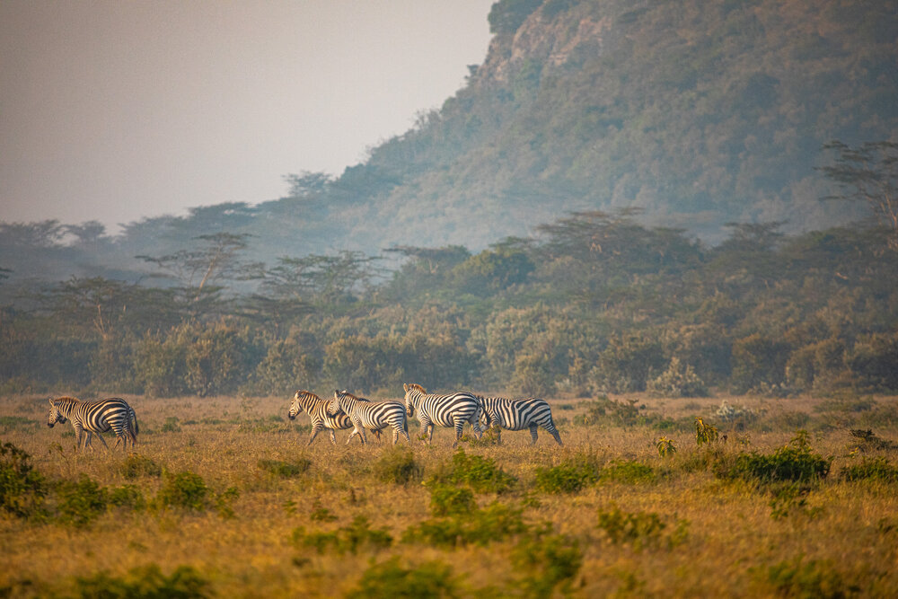  Zebras on an early stroll before the rally kicked off 