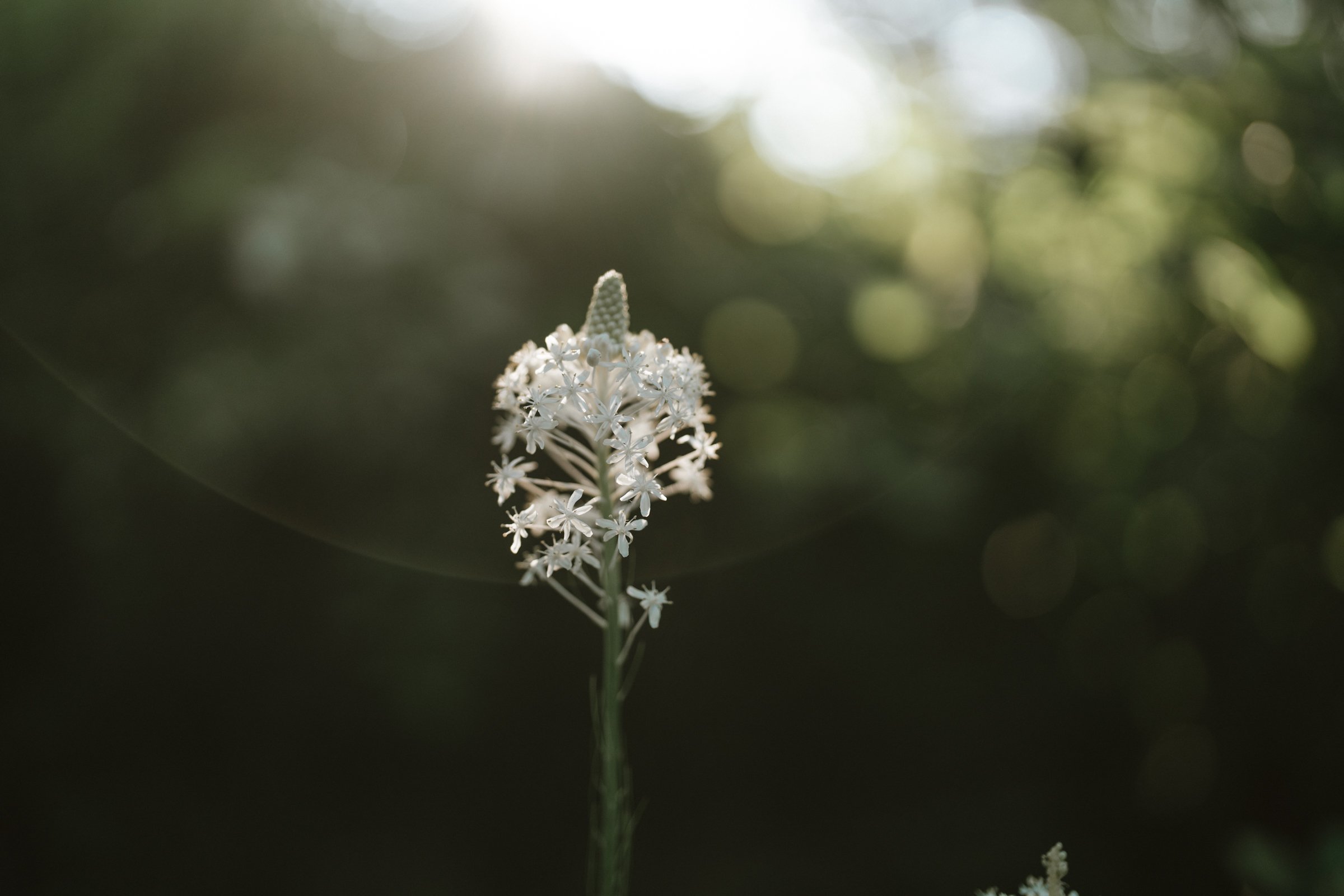 hawksbill-mountain-trail-elopement-asheville-elopement-photographer-120.jpg