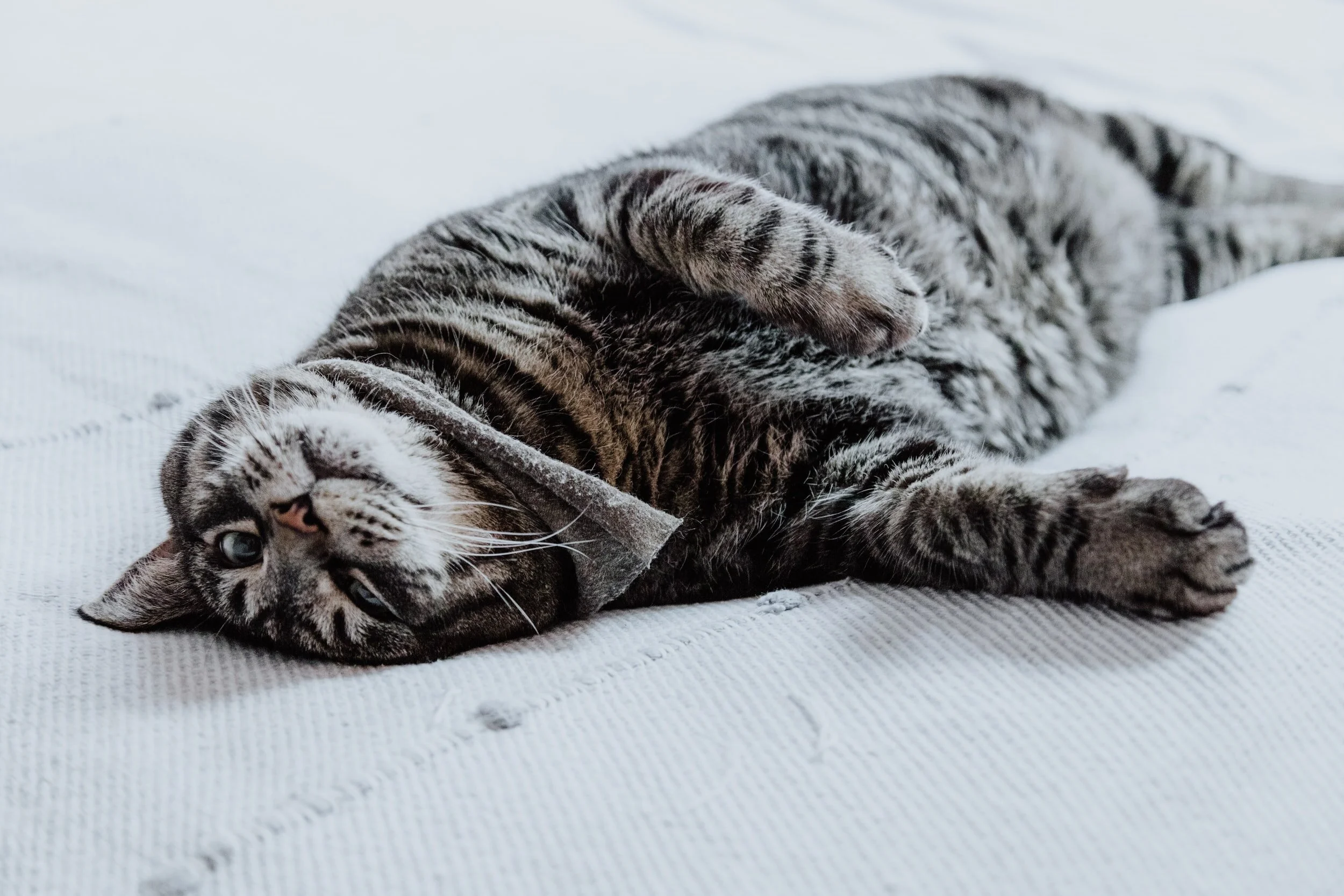 unsplash-image-c3PBOzuPbWo.jpg