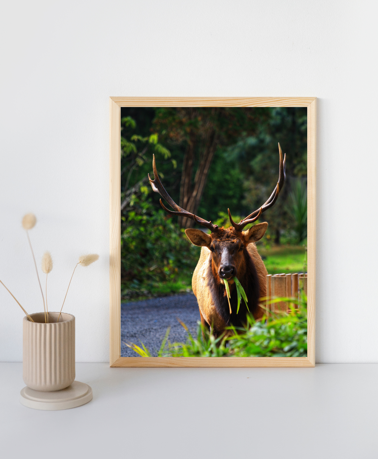Elk Eating