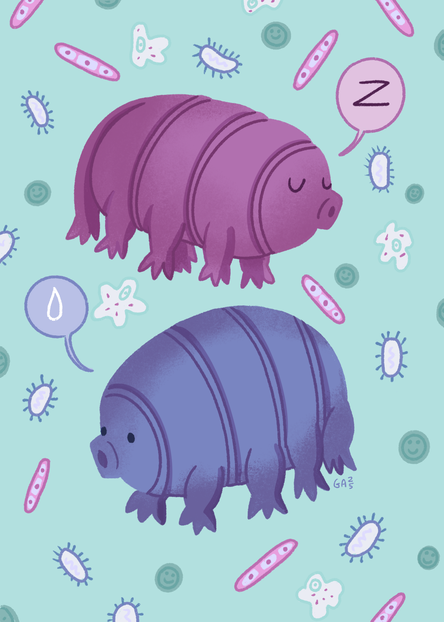 Tardigrades (water bears)