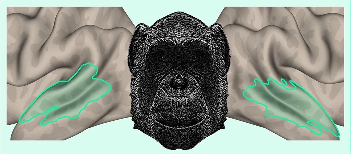 Notre cerveau reconnaît la voix de nos cousins primates