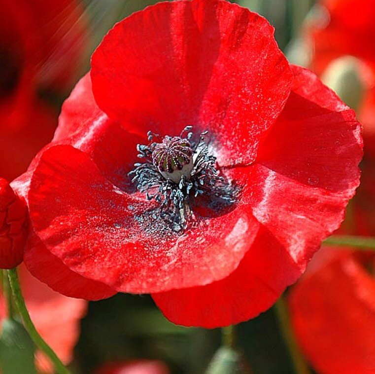 How a friend&rsquo;s funeral and the Red Poppy flower became an inspiration to write the poem &ldquo;In Flanders Fields&rdquo;
 
Lieutenant Colonel John McCrae was a soldier during WWI during the second battle of Ypres, in Belguim.  McCrae wrote the 