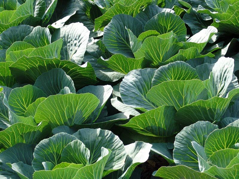miles-farms4.jpg