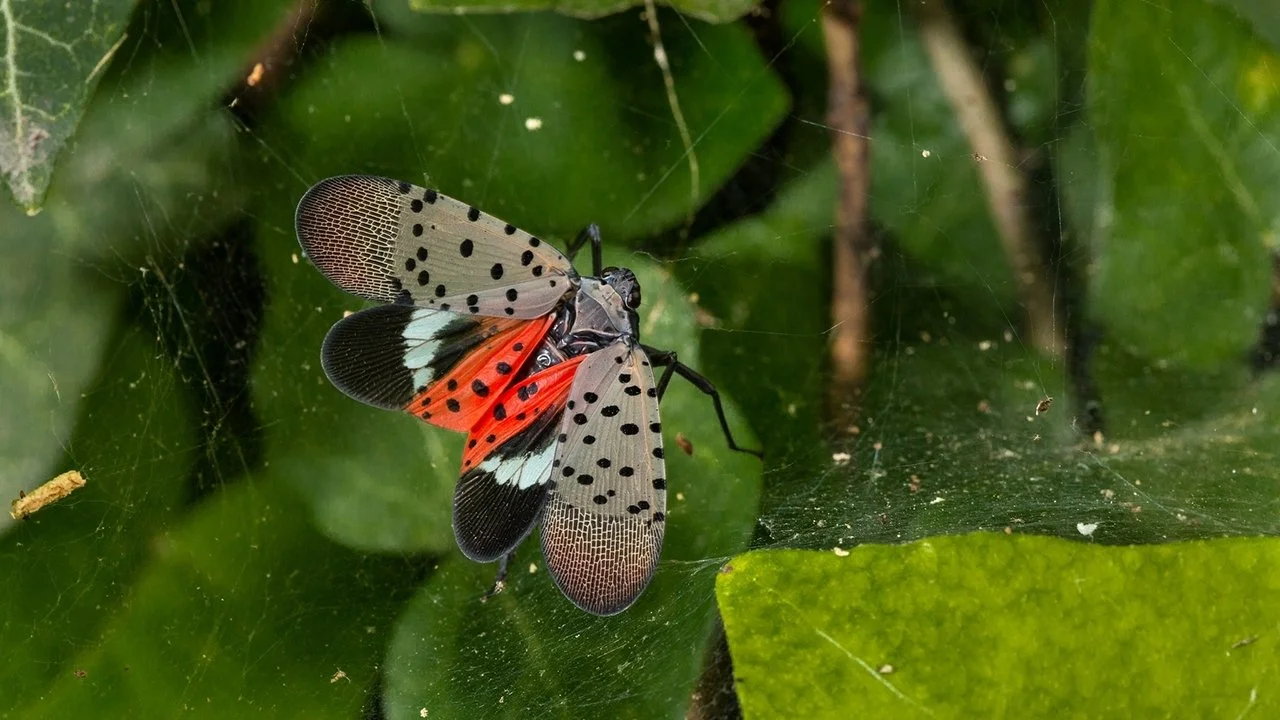 Nature’s Pest Control: Bats vs. the Spotted Lanternfly