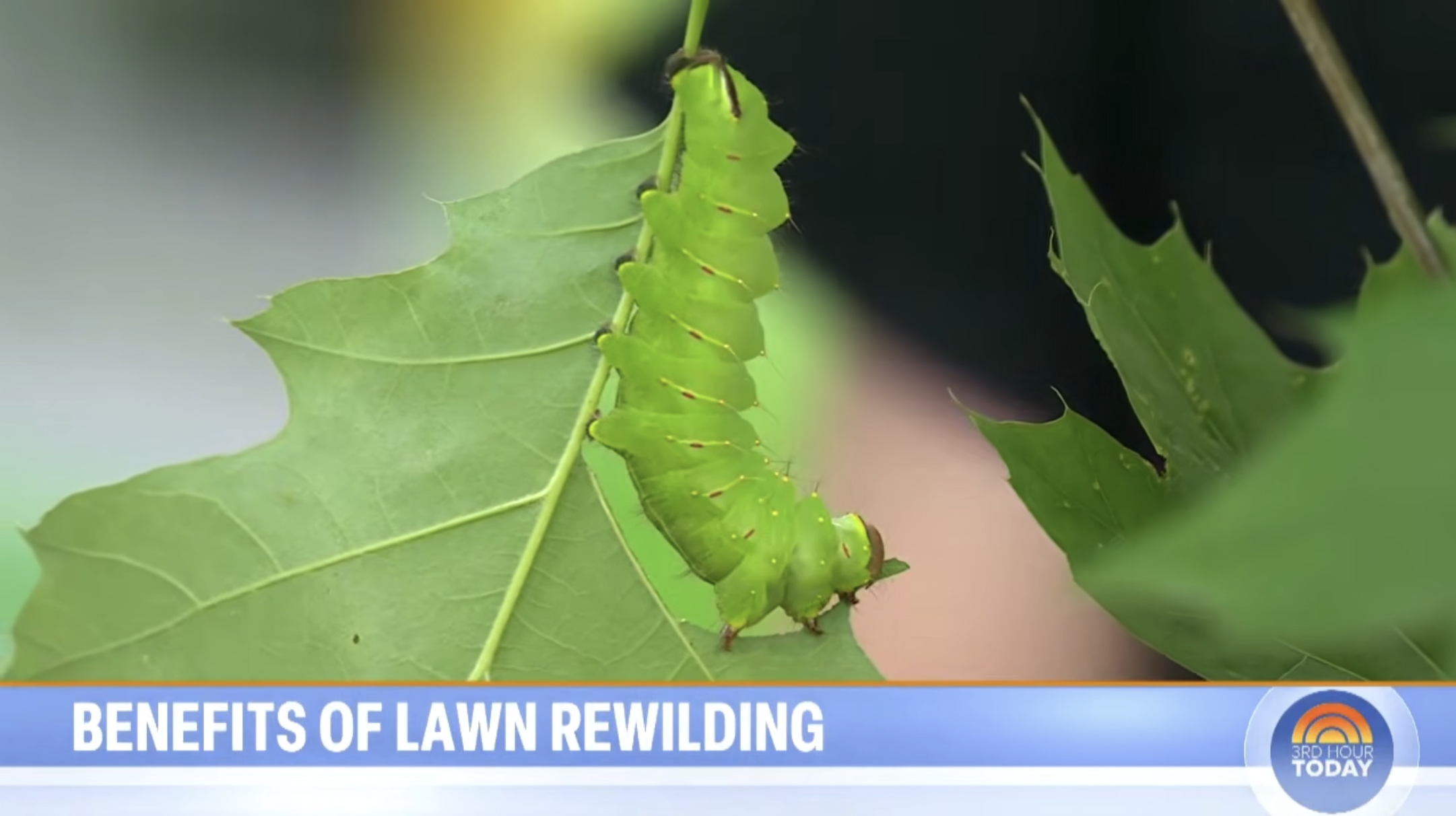 PLAN it WILD Featured on NBC's TODAY Show (Again!)
