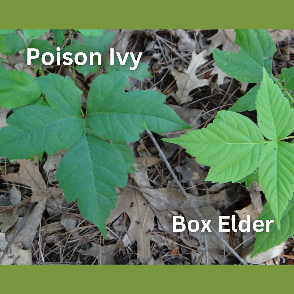 Poison Ivy: The Ecological Importance of this Native Plant in ...