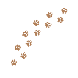 spuren2.png
