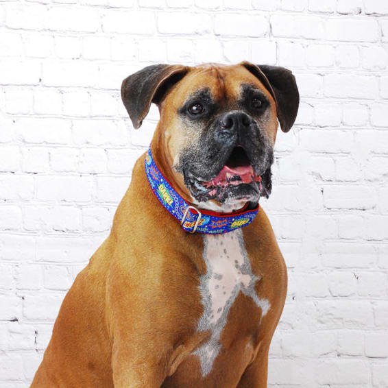 2HD-Coop-Super-Dog.jpeg