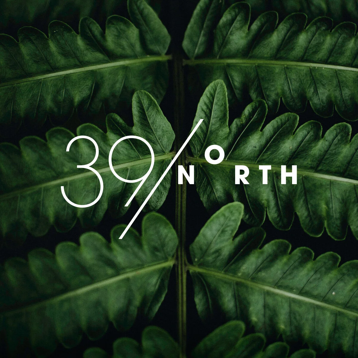 39 North.jpg