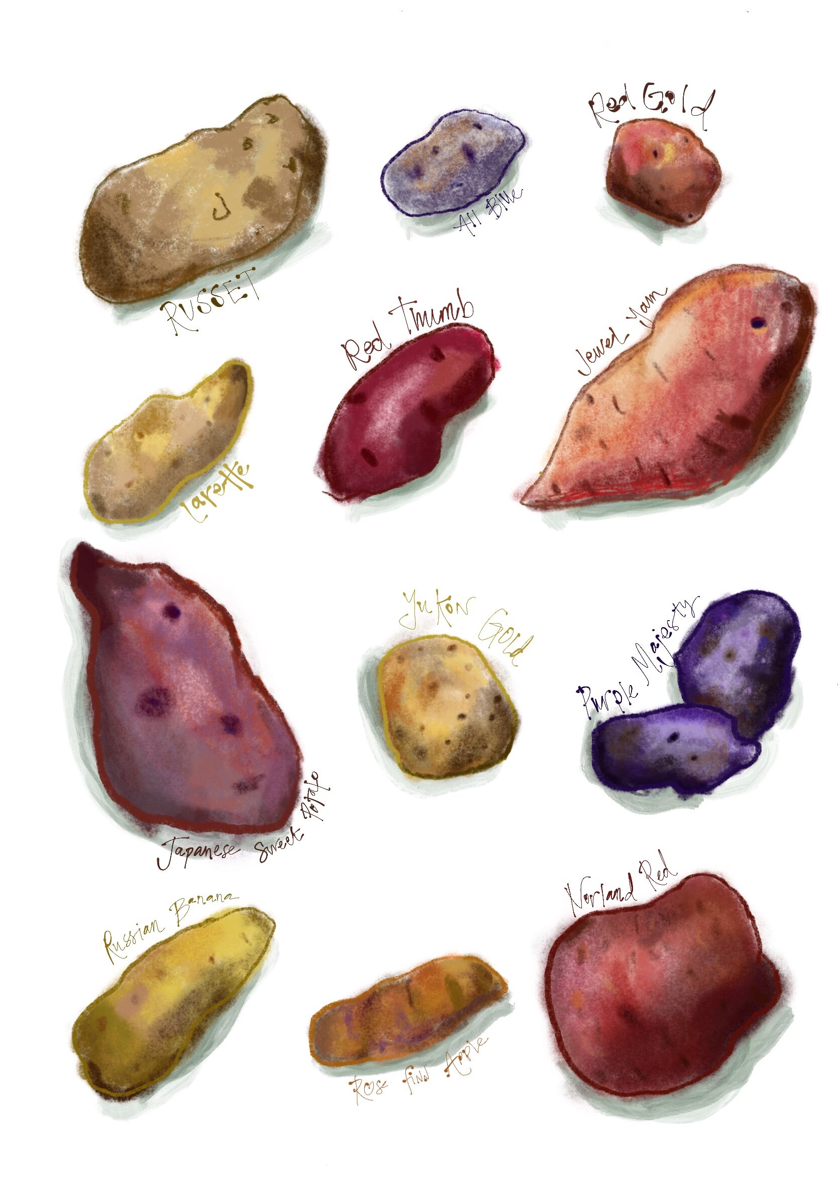 Potato tart illustration