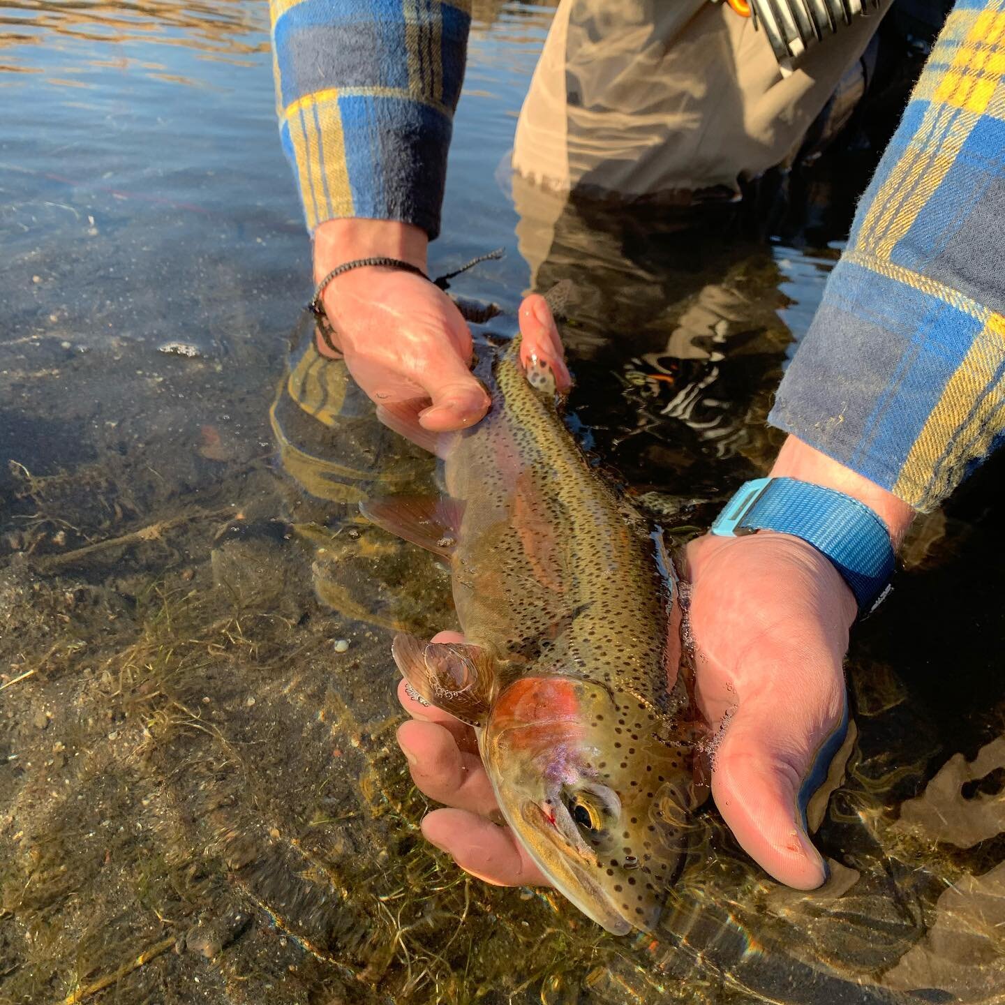 Watching a good fish get back in the water is definitely one of our favorite parts of fishing!