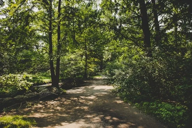 How Trees Help Fight Climate Change 