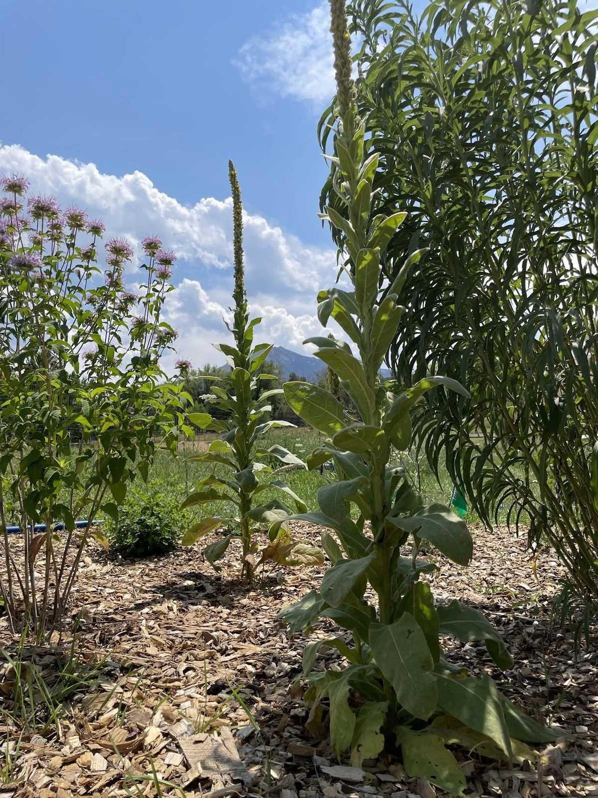 Mariposa Ascendente Garden Pot Luck and Music Circle