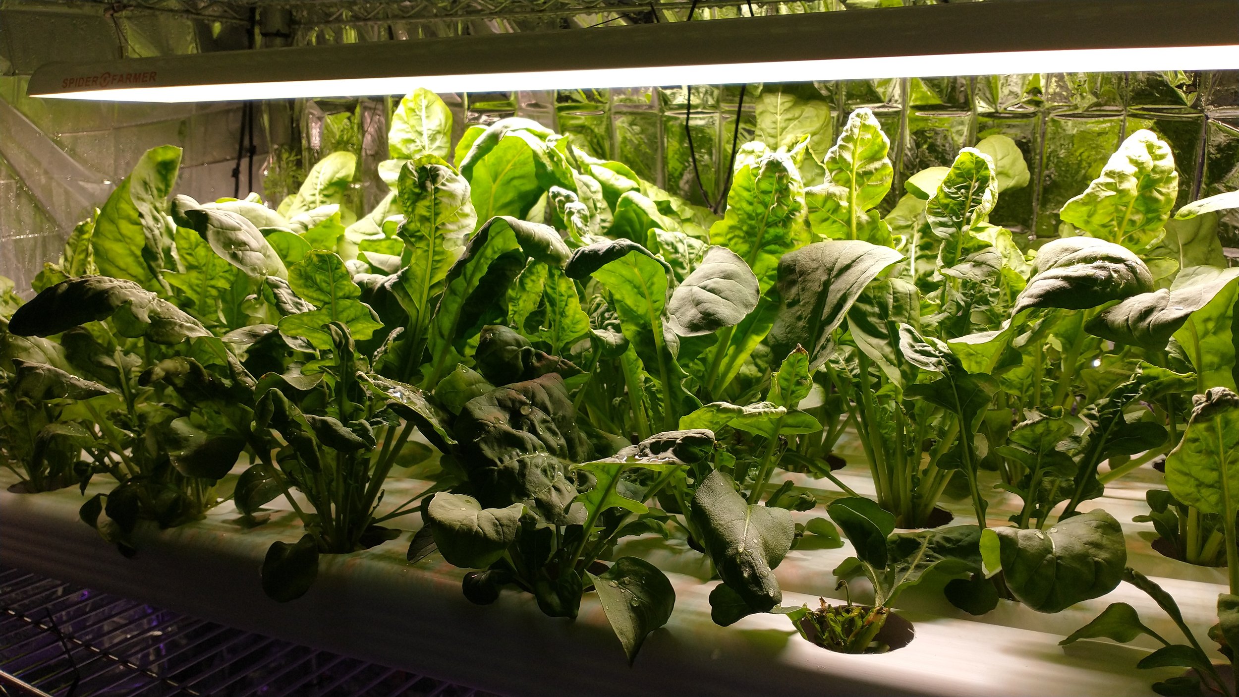 A close up of the NFT system after roughly 3 weeks of plant growth. The arugula plants in this photo are ready to harvest.