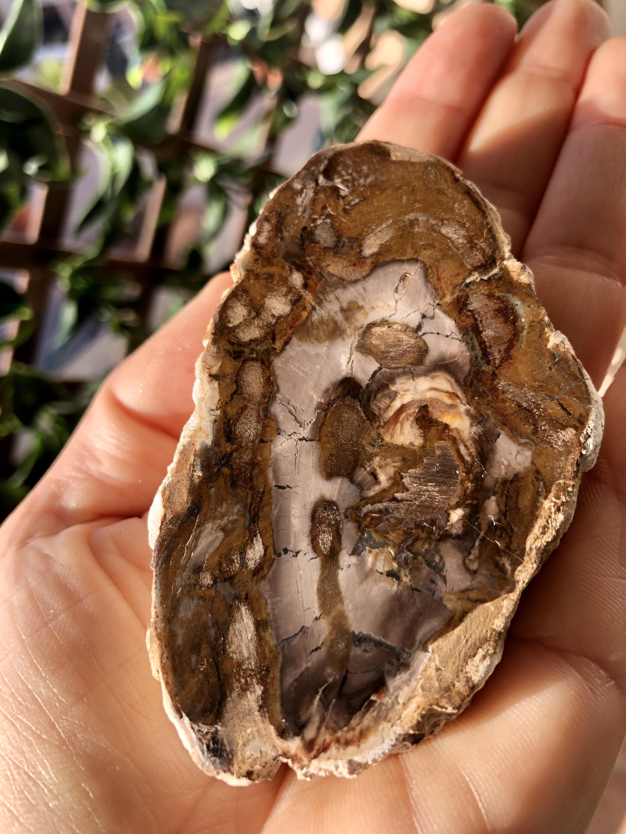 petrified wood3.jpeg